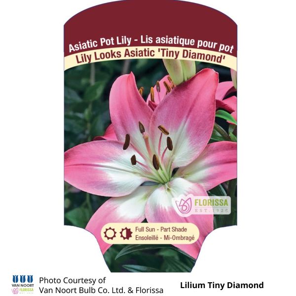 Lilium Tiny Diamond Lily Looks Asiatic