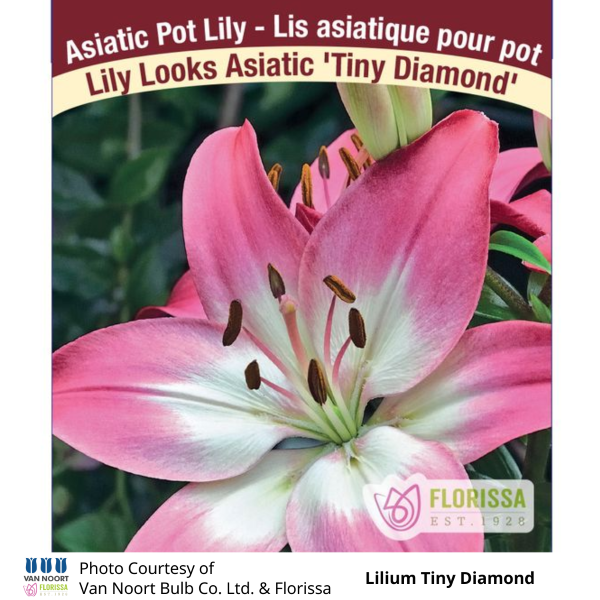 Lilium Tiny Diamond Lily Looks Asiatic
