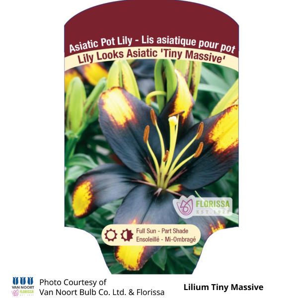 Lilium Tiny Massive Lily Looks Asiatic