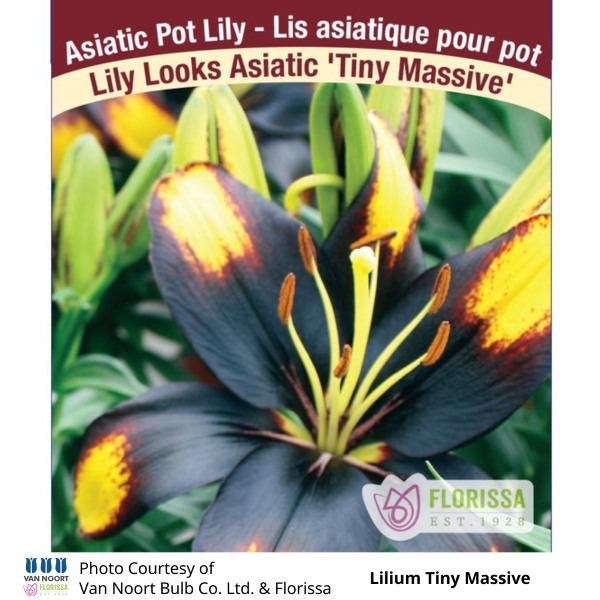 Lilium Tiny Massive Lily Looks Asiatic