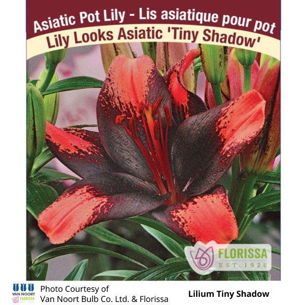 Lilium Tiny Shadow Lily Looks Asiatic