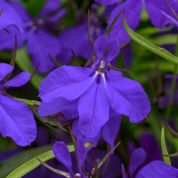 Lobelia Heatopia