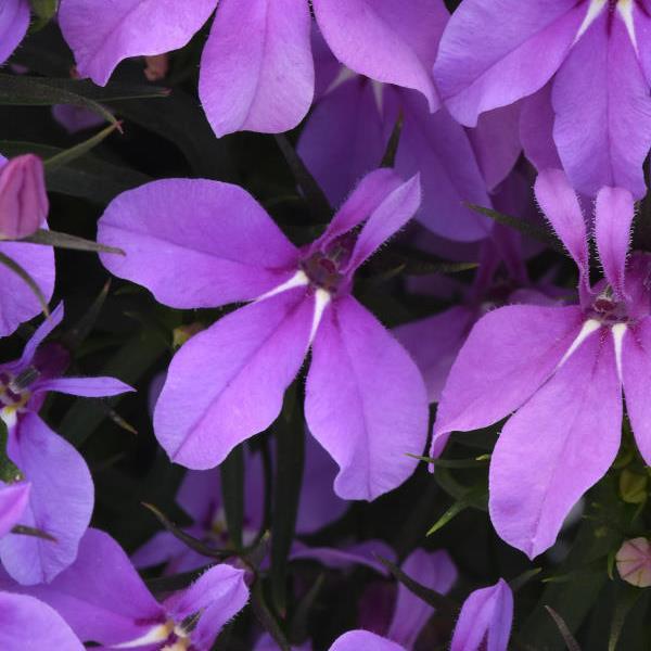 Lobelia Heatopia