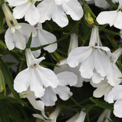 Lobelia Heatopia