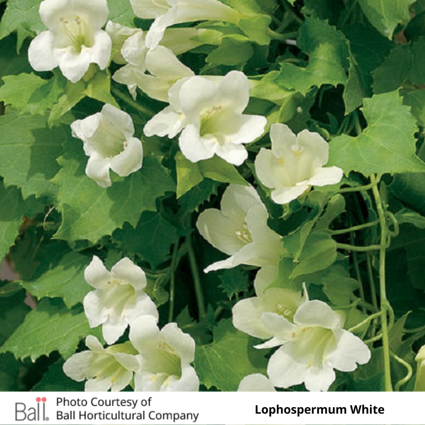 Lophospermum