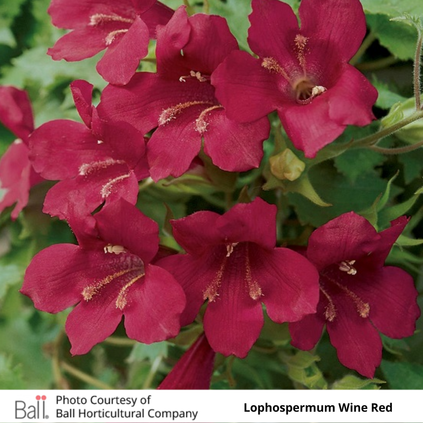 Lophospermum