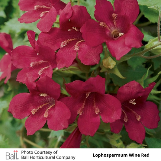 Lophospermum