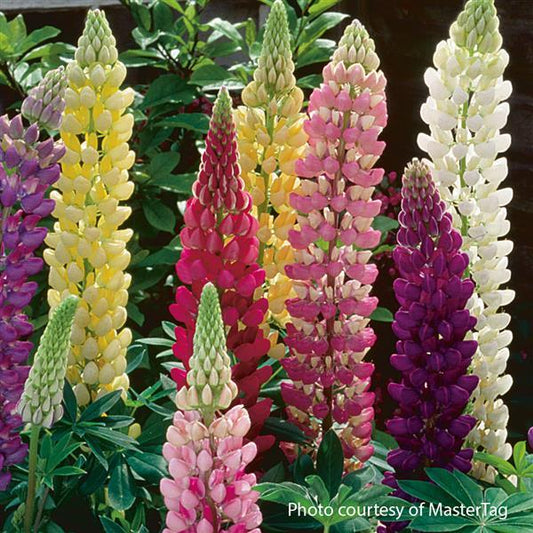 Lupin Gallery Extra
