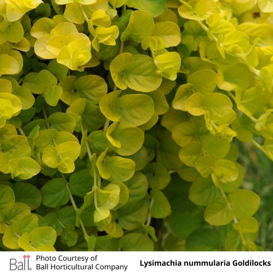 Lysimachia Goldilocks (Creeping Jenny)