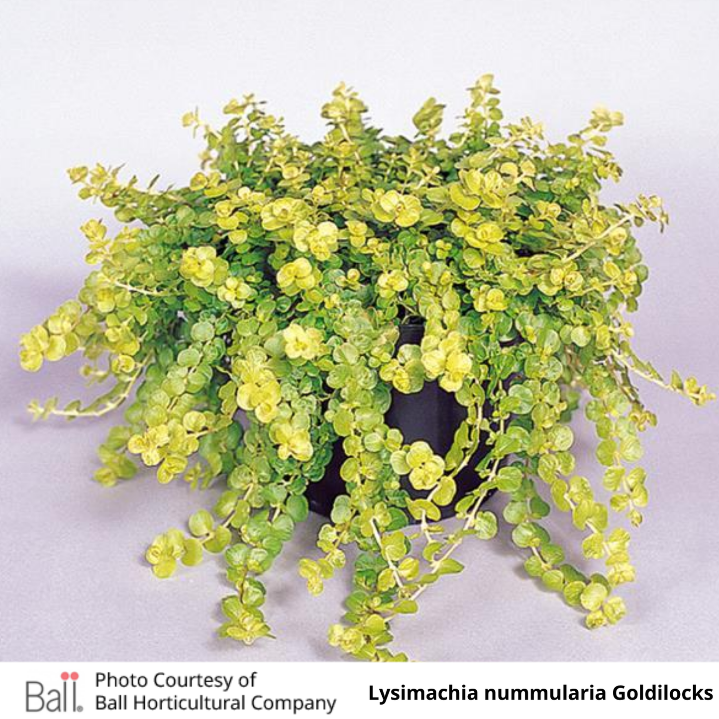 Lysimachia Goldilocks (Creeping Jenny)