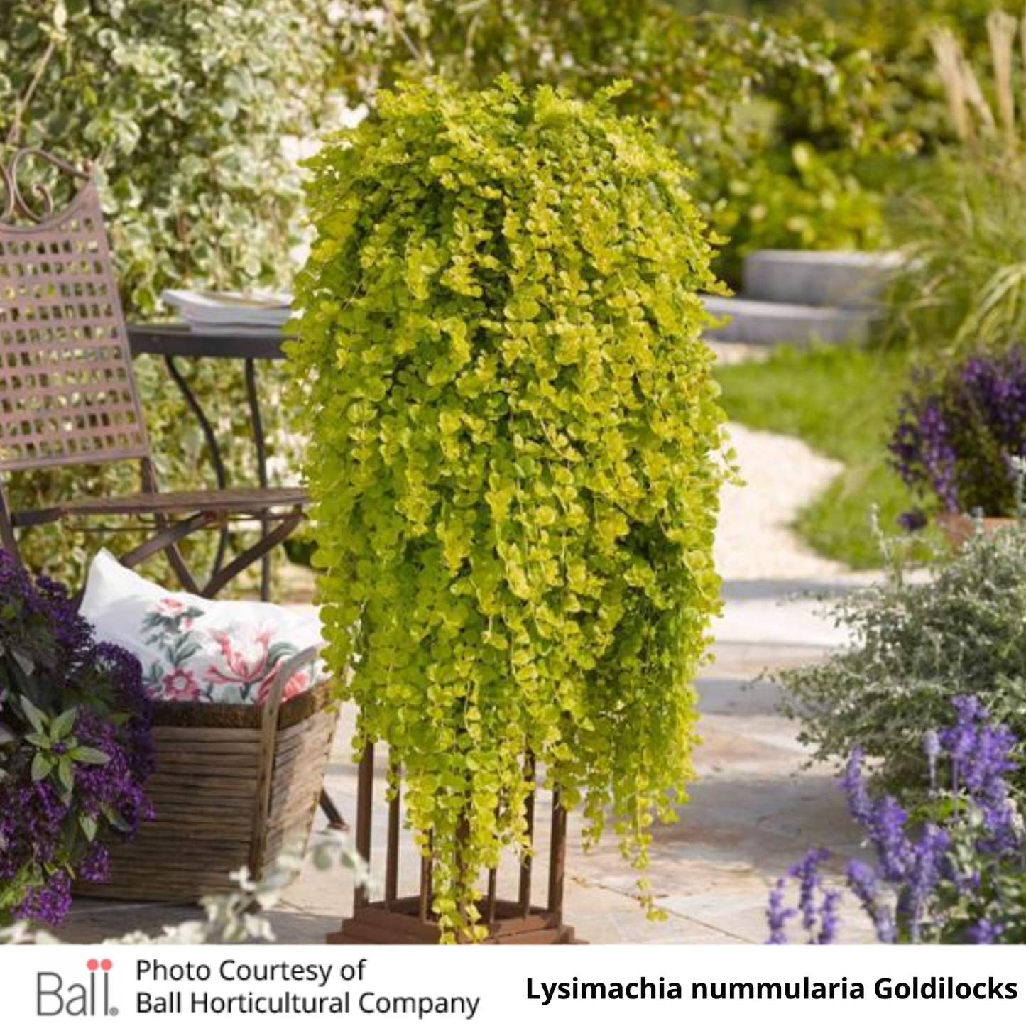 Lysimachia Goldilocks (Creeping Jenny)