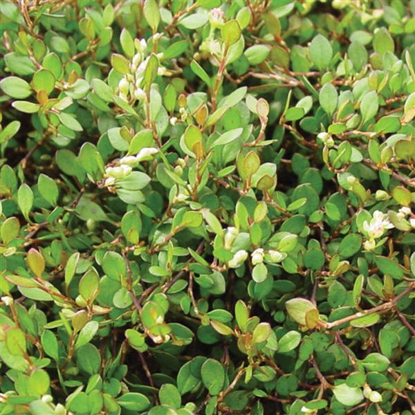 Muehlenbeckia Big Leaf Creeping Wire Vine