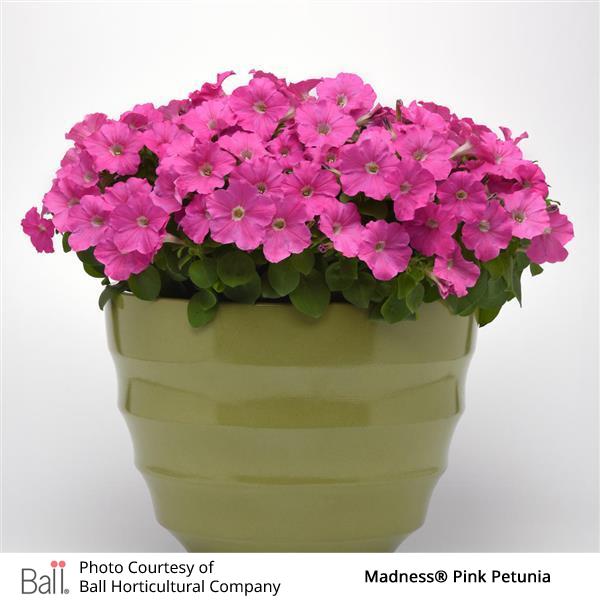 Potted pink petunia