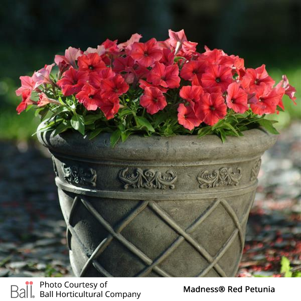 Decorative pot with red petunias