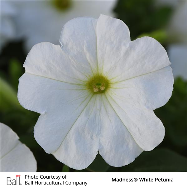 Close-up of a white petunia flower