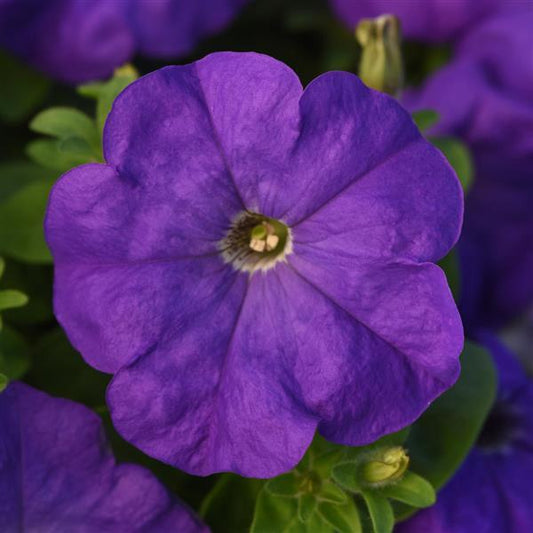 Petunia Madness® Pack