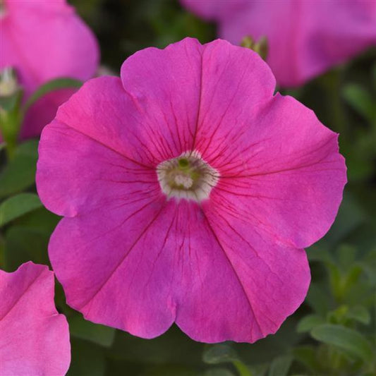 Petunia Madness® Pack