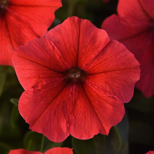 Petunia Madness® Pack