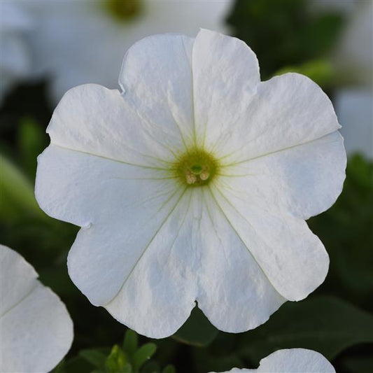 Petunia Madness® Pack
