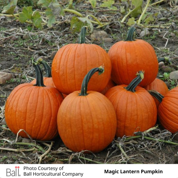 Pumpkin Magic Lantern