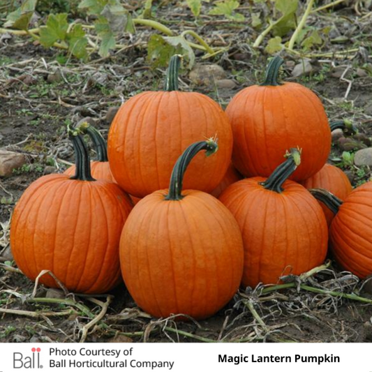 Pumpkin Magic Lantern