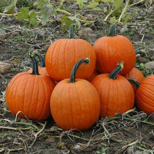 Pumpkin Magic Lantern