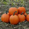 Orange Carving