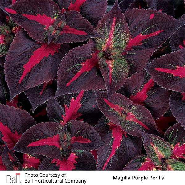 Perilla Magilla®