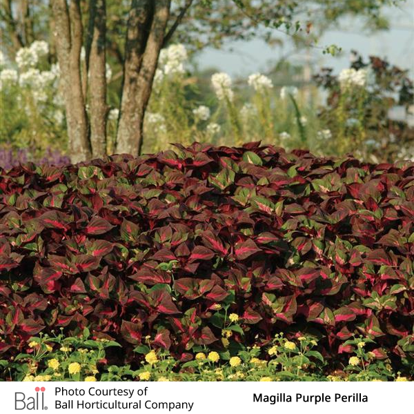 Perilla Magilla®