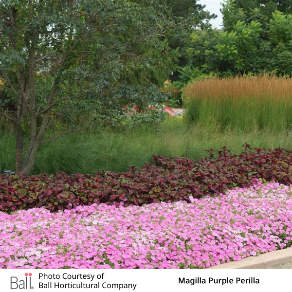 Perilla Magilla®