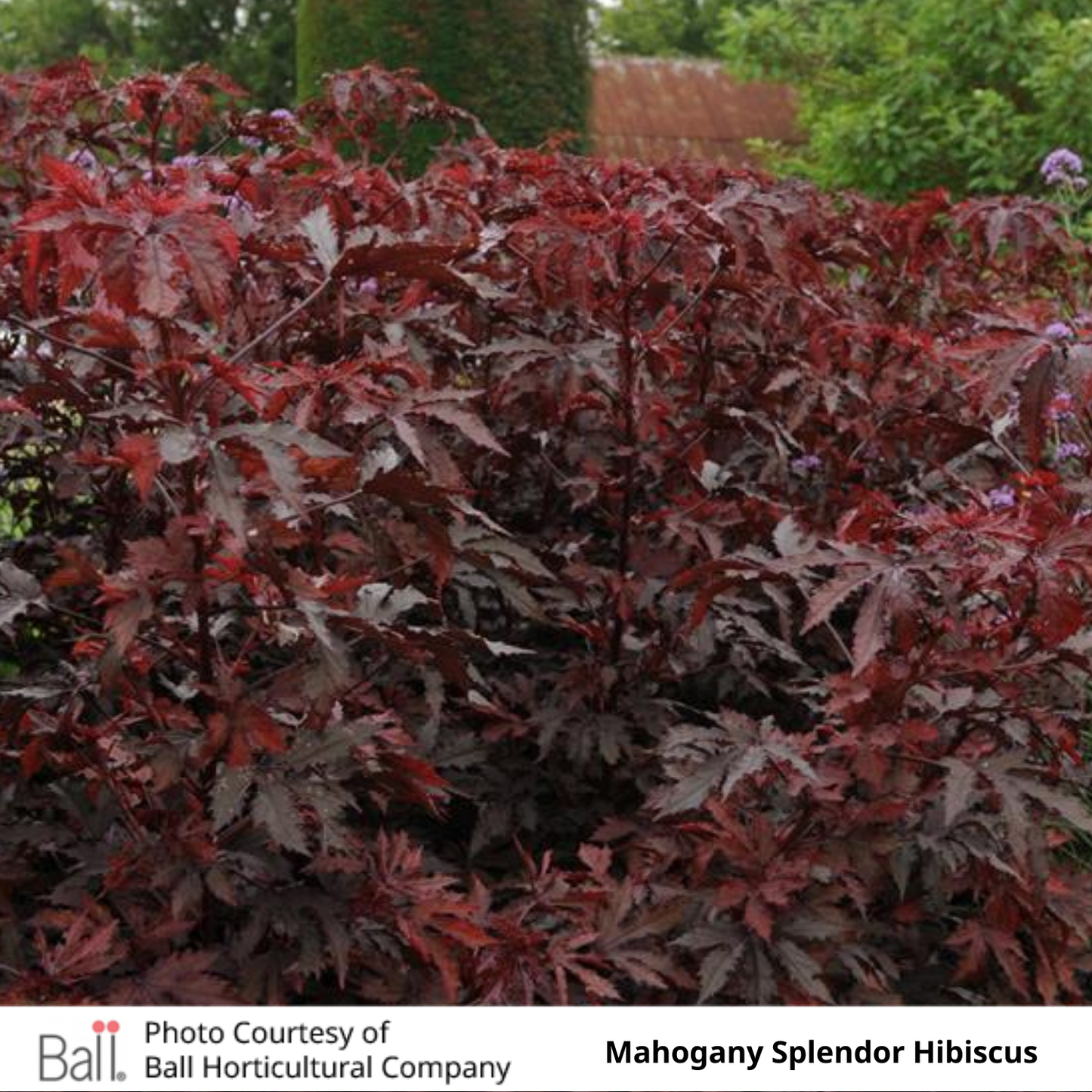 Hibiscus Mahogany Splendor