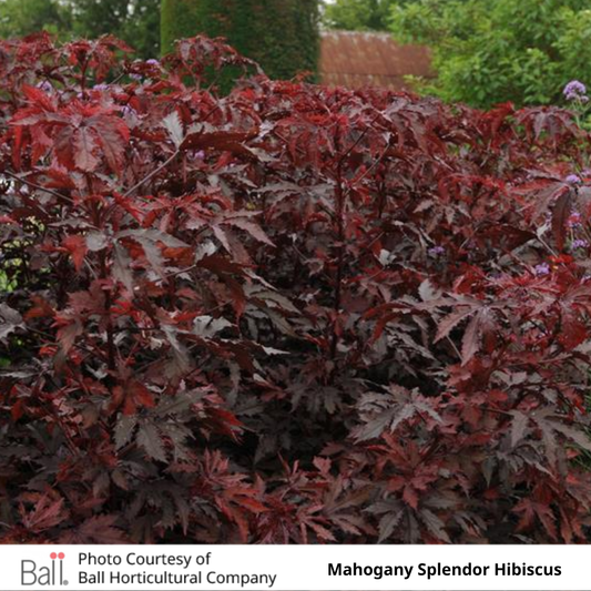 Hibiscus Mahogany Splendor