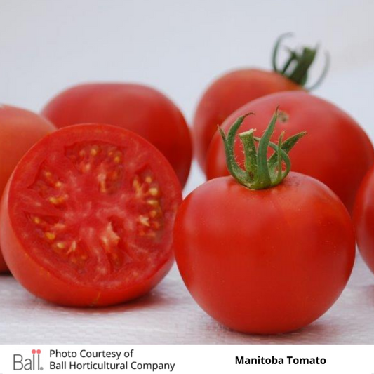Tomato Manitoba 3.5 inch pot