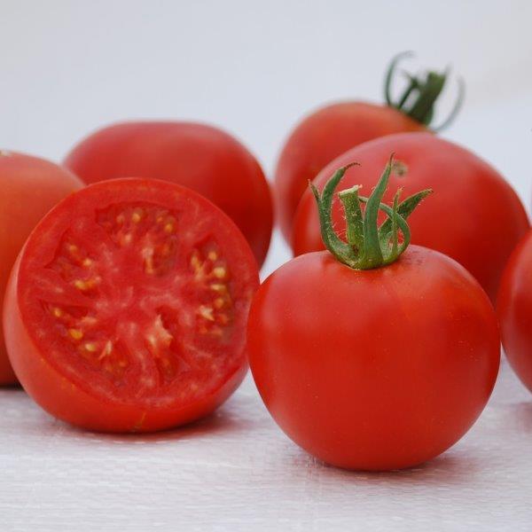 Tomato Manitoba 3.5 inch pot