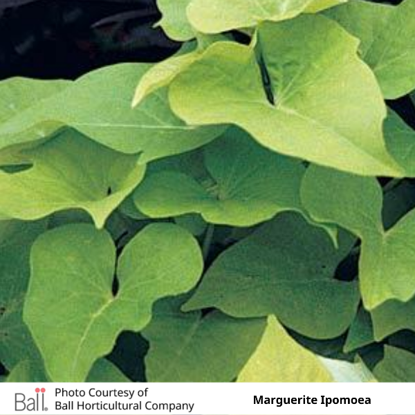 Lime Marguerite Ipomoea Sweet Potato Vine