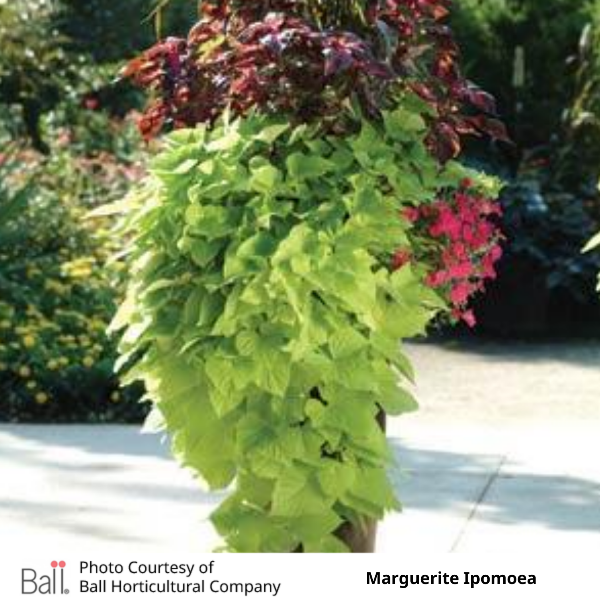 Lime Marguerite Ipomoea Sweet Potato Vine