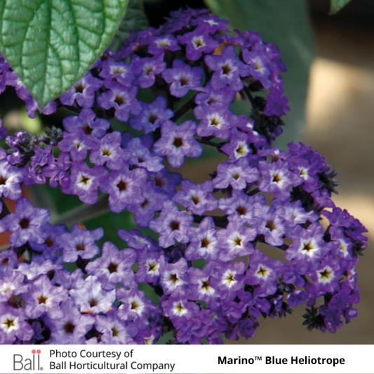 Heliotrope Marino™