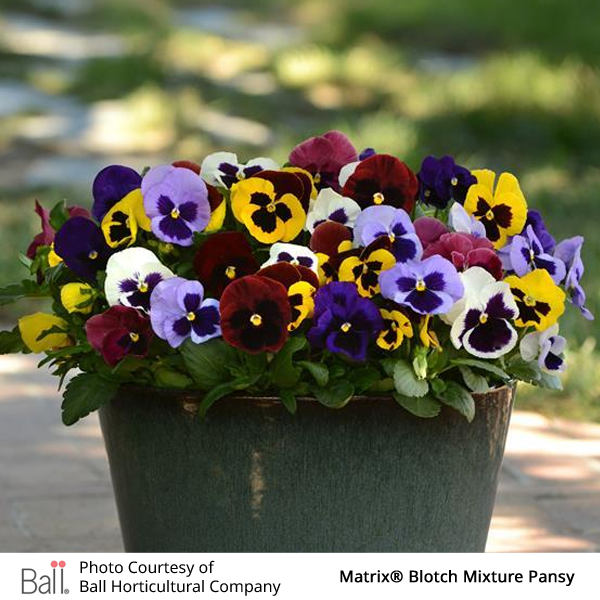 Pansy Matrix® Pack