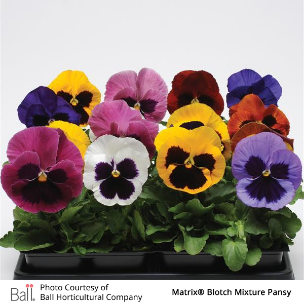 Pansy Matrix® Pack