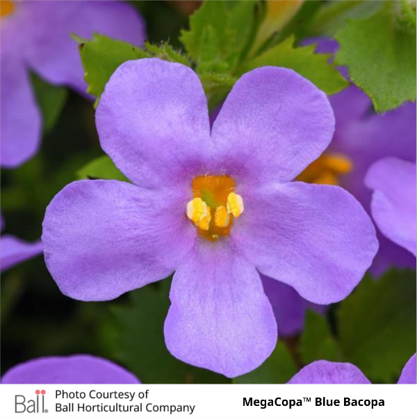 Blue MegaCopa™ Bacopa