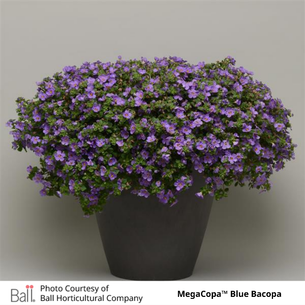 Blue MegaCopa™ Bacopa