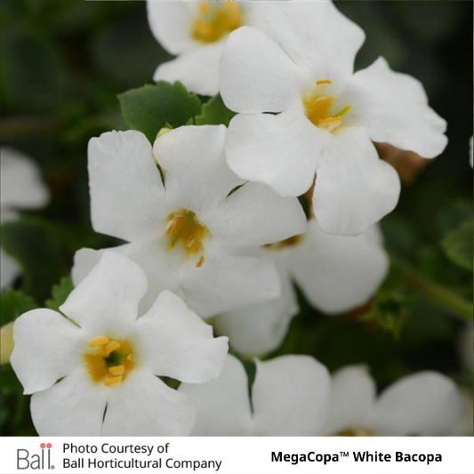 white MegaCopa™ Bacopa