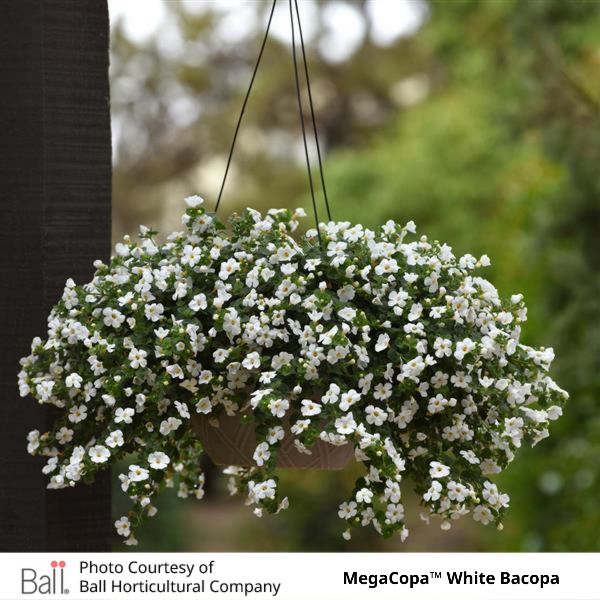 white MegaCopa™ Bacopa basket