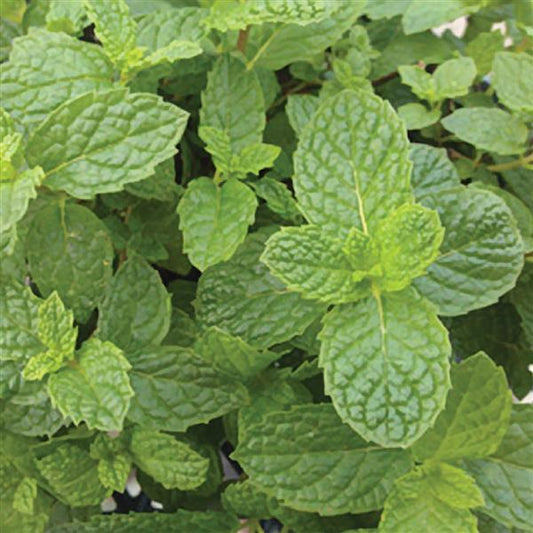 Mint