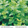 Peppermint