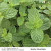 Mojito Mint