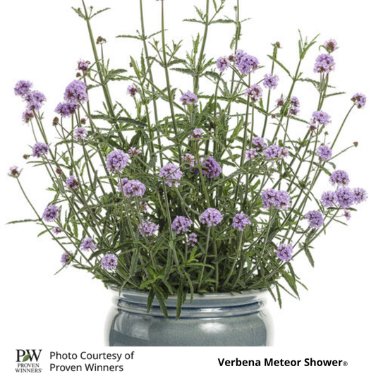 Verbena Meteor Shower®