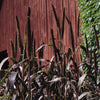 Foliage