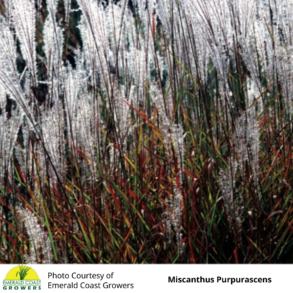Miscanthus purpurascens