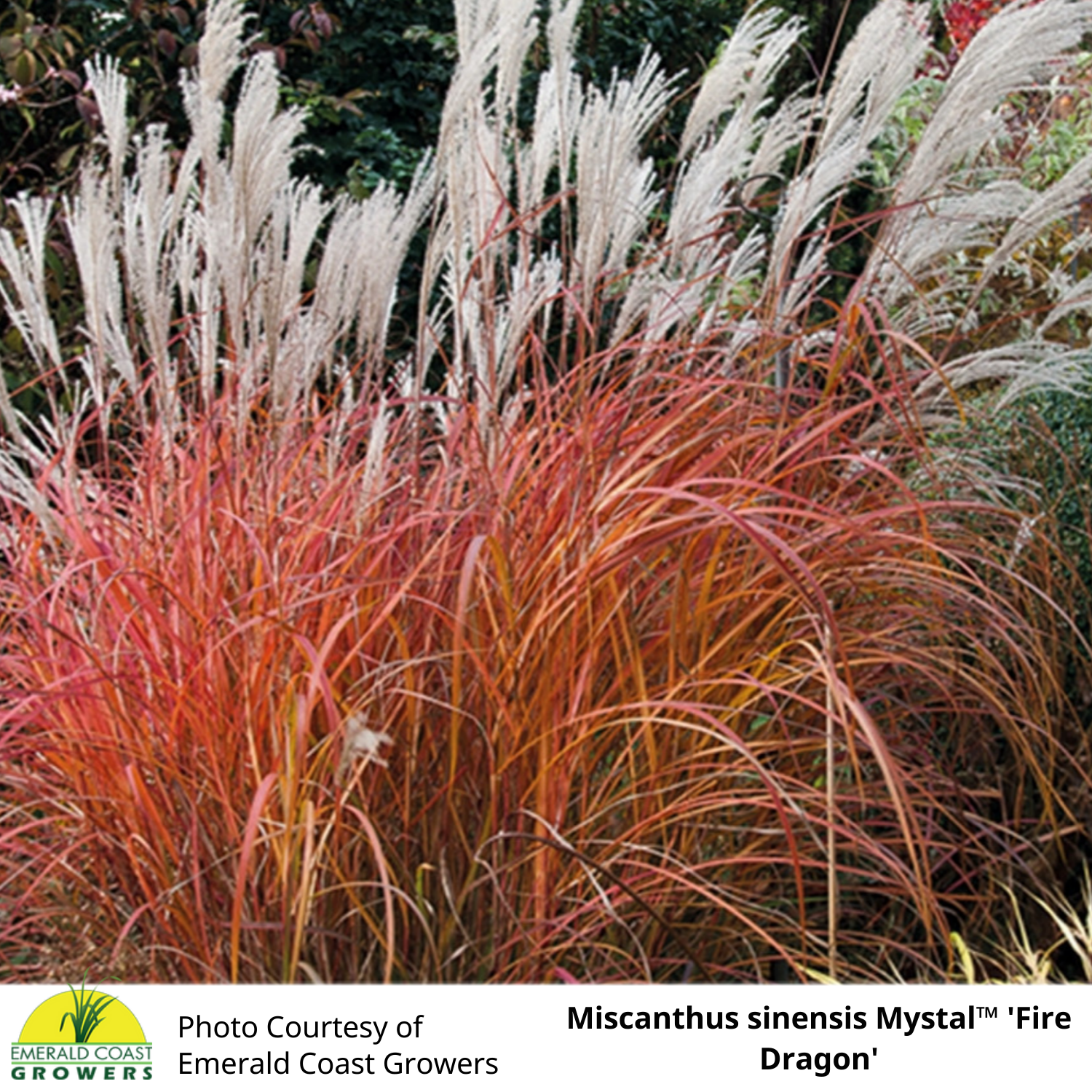 Miscanthus sinensis Mystal™ Fire Dragon